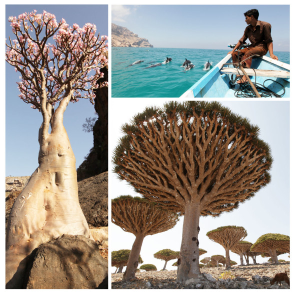 Socotra_Yemen