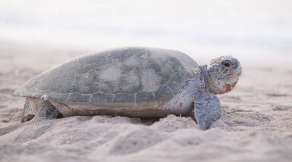 Oman, Ras-Al-Jinz, Turtle watching reserve