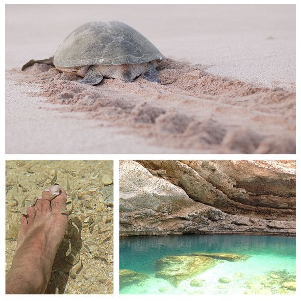 Oman, Ras Al Jinz - Turtle Watching