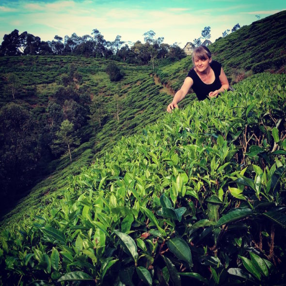 Nuwara Eliya tea plantations