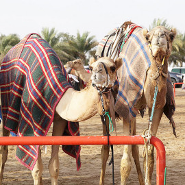 Wyścigi wielbłądów - Al Marmoom, Dubai