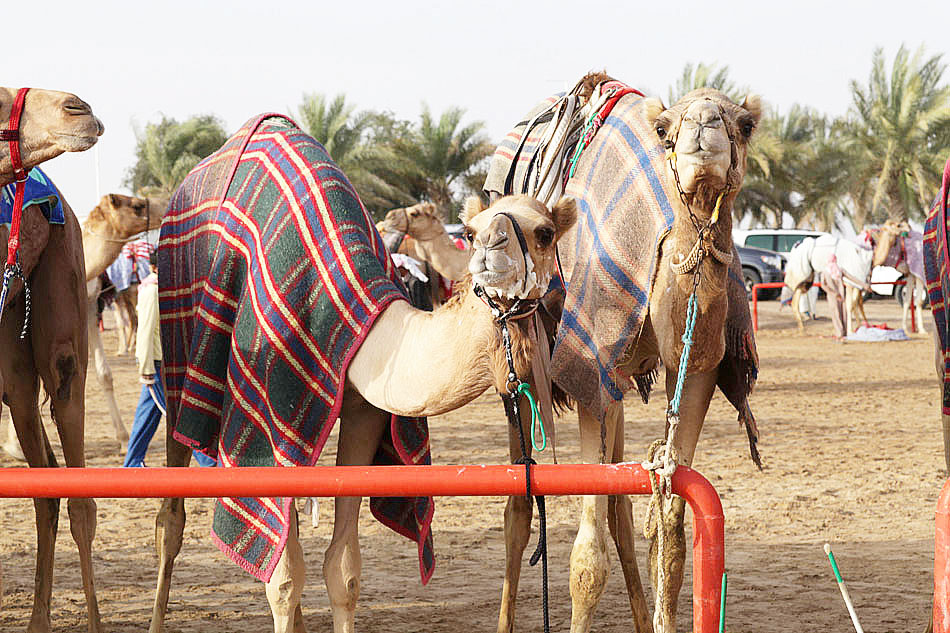Wyścigi wielbłądów - Al Marmoom, Dubai