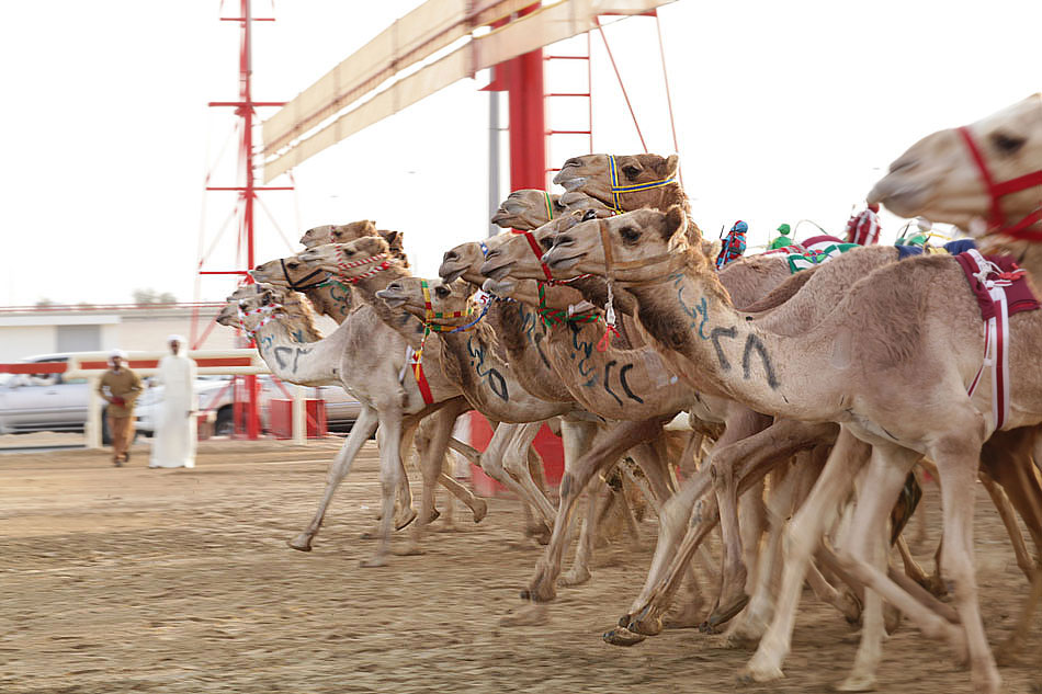 Wyścigi wielbłądów - Al Marmoom, Dubai.