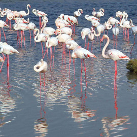 Flamingi w rezerwacie Ras Al-Khor, Dubaj