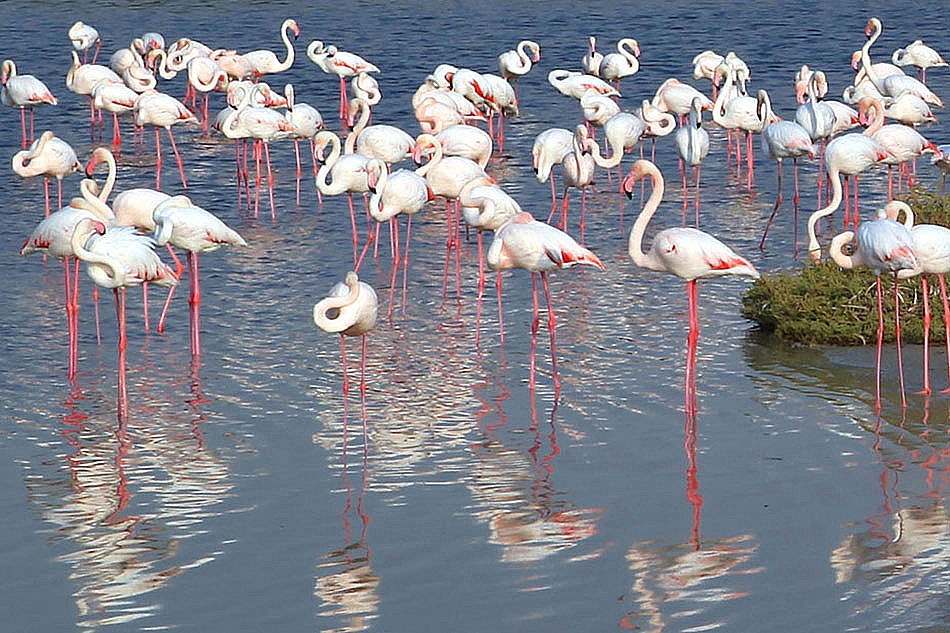 Flamingi w rezerwacie Ras Al-Khor, Dubaj