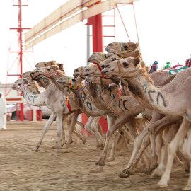Wyścigi wielbłądów - Al Marmoom, Dubai.