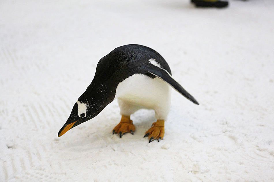 Pingwiny na sztucznym stoku narciarskim: Ski Dubai