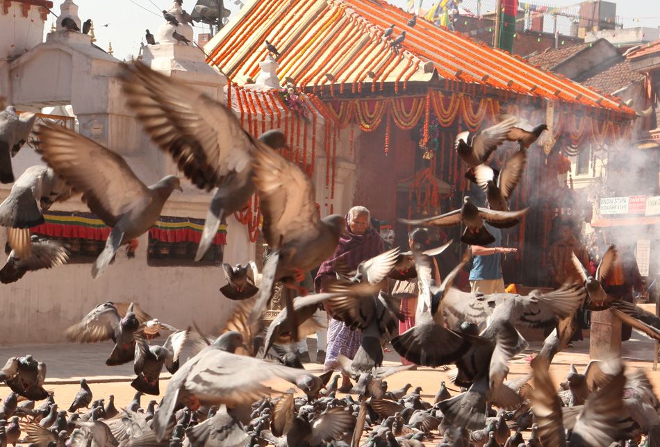 Pigeons by the Big Stupa in Kathmandu, Nepal