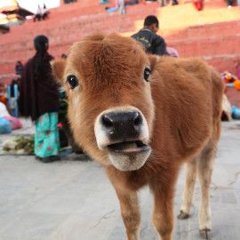 Cow's calf at open-air market in Kathmandu, Nepal