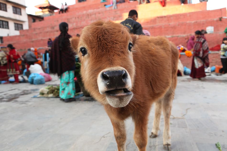 Cow's calf at open-air market in Kathmandu, Nepal